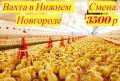 Вахта НИЖНИЙ НОВГОРОД Разнорабочие на Птицефабрика Вахта НИЖНИЙ НОВГОРОД Разнорабочие на Птицефабрика